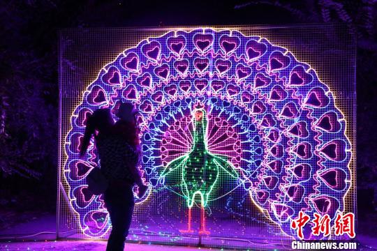图为市民在“孔雀开屏”的灯光造型前驻足观赏。 郑兵 摄 图为市民在“孔雀开屏”的灯光造型前驻足观赏。 郑兵 摄